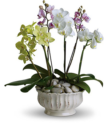 Regal Orchids from Forever Flowers, flower delivery in St. Thomas, VI